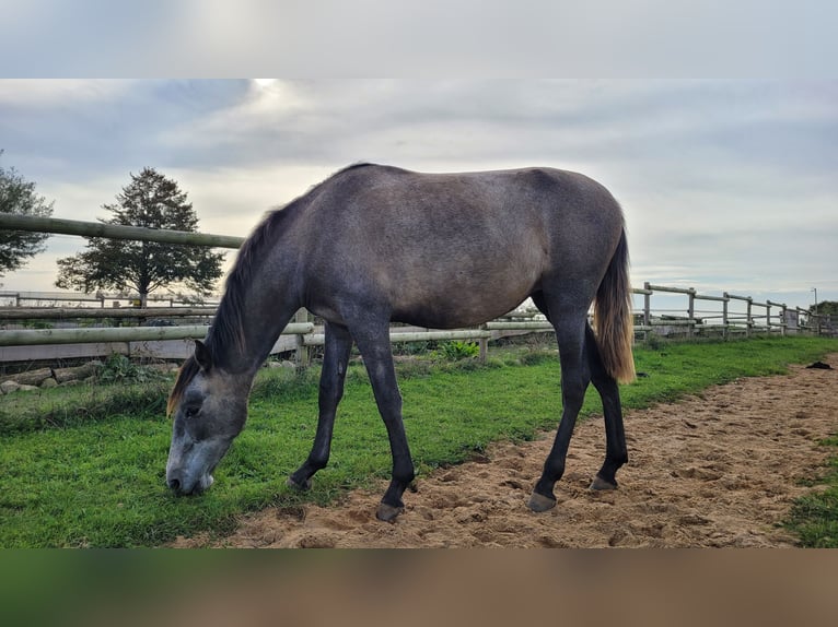PRE Mix Merrie 3 Jaar 160 cm Schimmel in Hohen Pritz