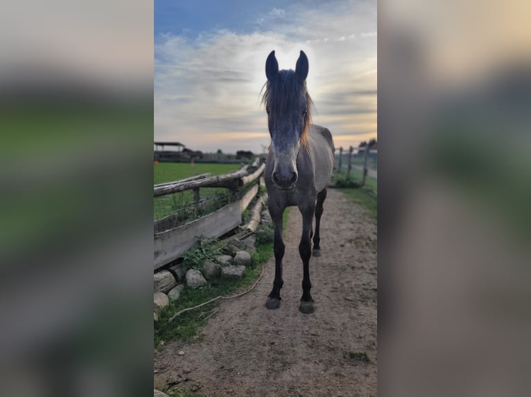 PRE Mix Merrie 3 Jaar 160 cm Schimmel in Hohen Pritz