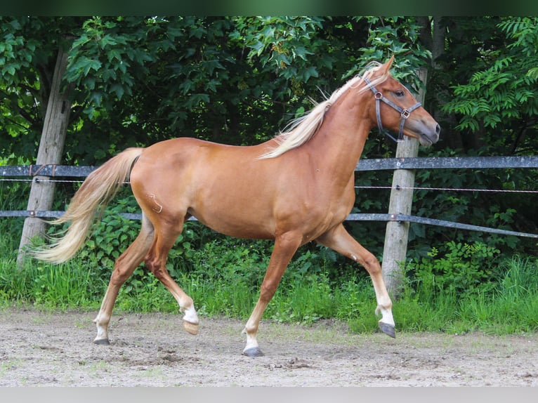 PRE Merrie 3 Jaar 160 cm Vos in Wremen