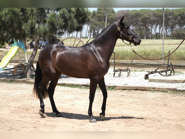 PRE Mix Merrie 3 Jaar 160 cm Zwart in Hamburg