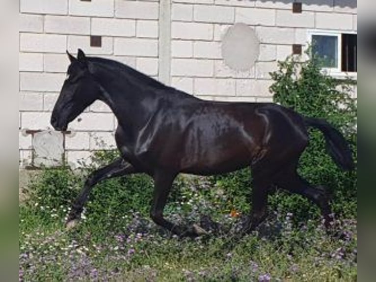 PRE Mix Merrie 3 Jaar 160 cm Zwart in Madrid
