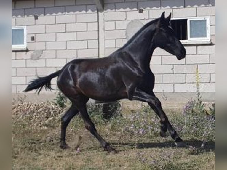 PRE Mix Merrie 3 Jaar 160 cm Zwart in Madrid
