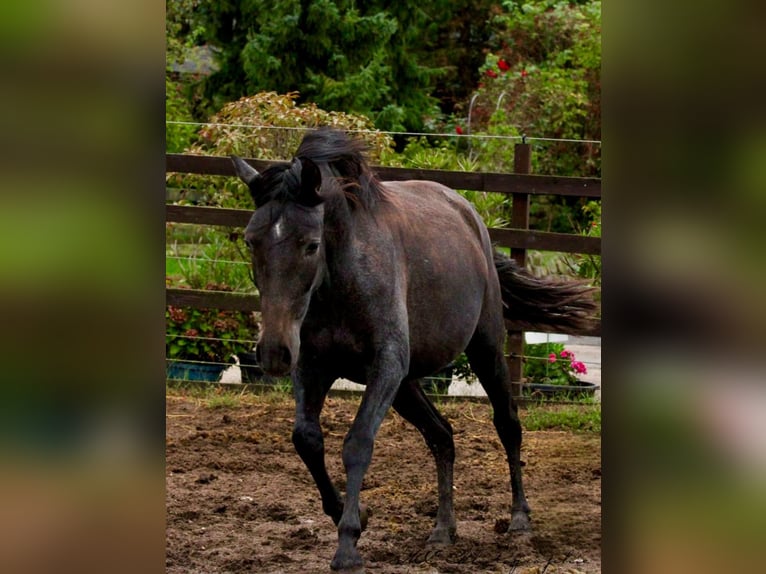 PRE Merrie 3 Jaar 160 cm Zwartschimmel in Brandis