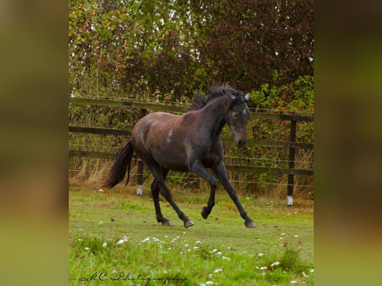 PRE Merrie 3 Jaar 160 cm Zwartschimmel in Brandis