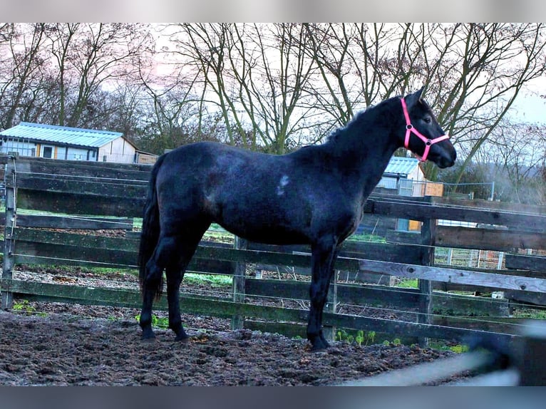 PRE Merrie 3 Jaar 160 cm Zwartschimmel in Brandis