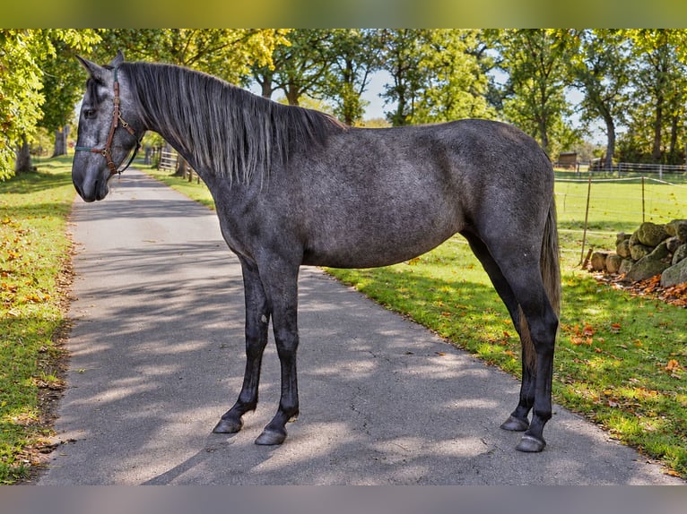 PRE Merrie 3 Jaar 160 cm Zwartschimmel in Teldau