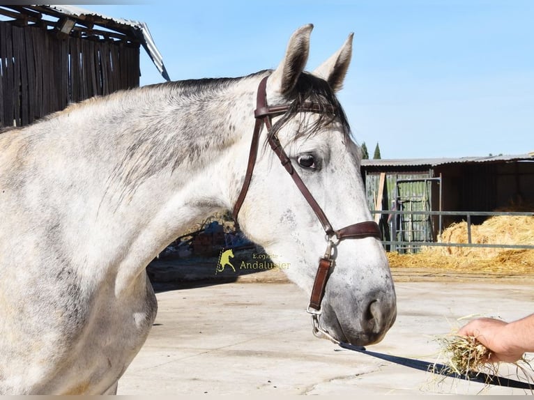 PRE Merrie 3 Jaar 161 cm Schimmel in Provinz Granada