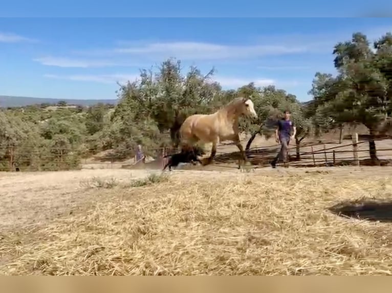 PRE Mix Merrie 3 Jaar 162 cm Buckskin in Galaroza (Huelva)