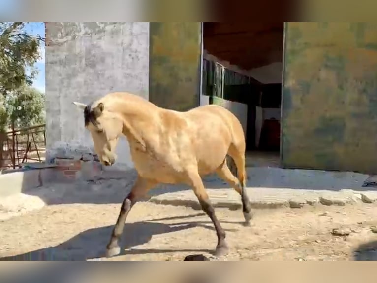 PRE Mix Merrie 3 Jaar 162 cm Buckskin in Galaroza (Huelva)