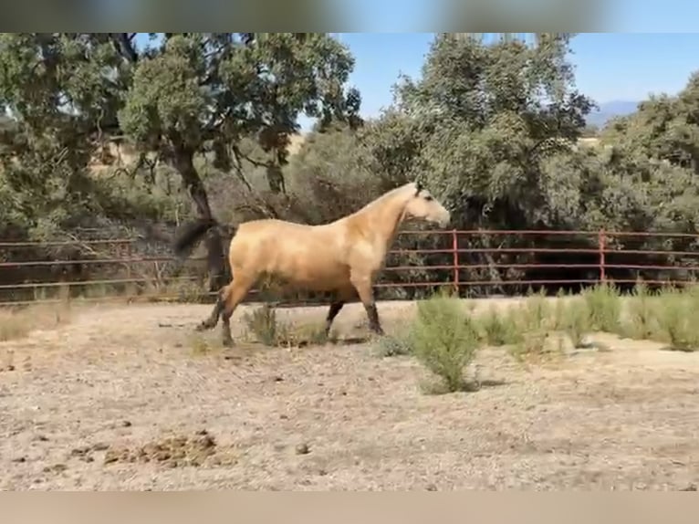 PRE Mix Merrie 3 Jaar 162 cm Buckskin in Galaroza (Huelva)