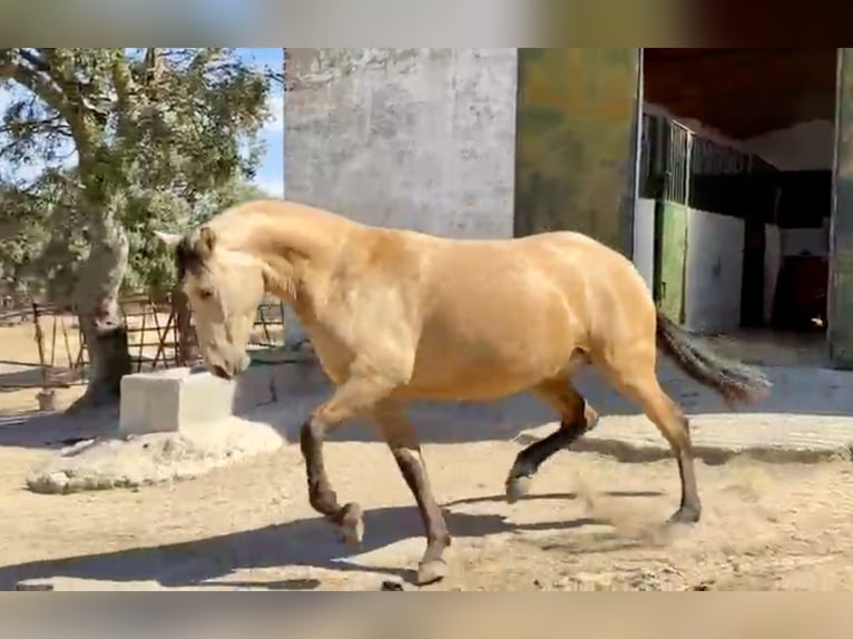 PRE Mix Merrie 3 Jaar 162 cm Buckskin in Galaroza (Huelva)