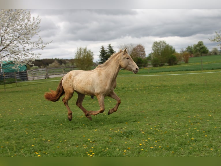 PRE Merrie 3 Jaar 162 cm Pearl in Balingen