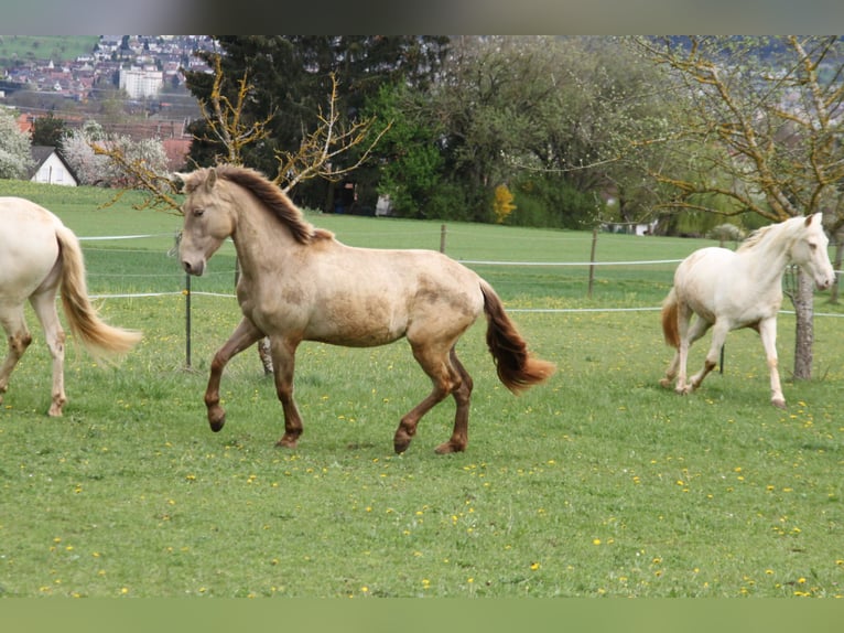 PRE Merrie 3 Jaar 162 cm Pearl in Balingen