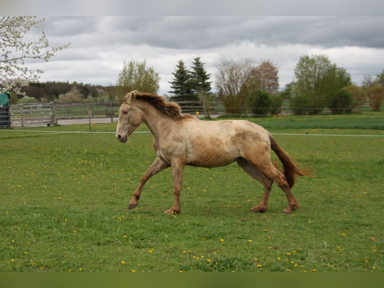 PRE Merrie 3 Jaar 162 cm Pearl in Balingen