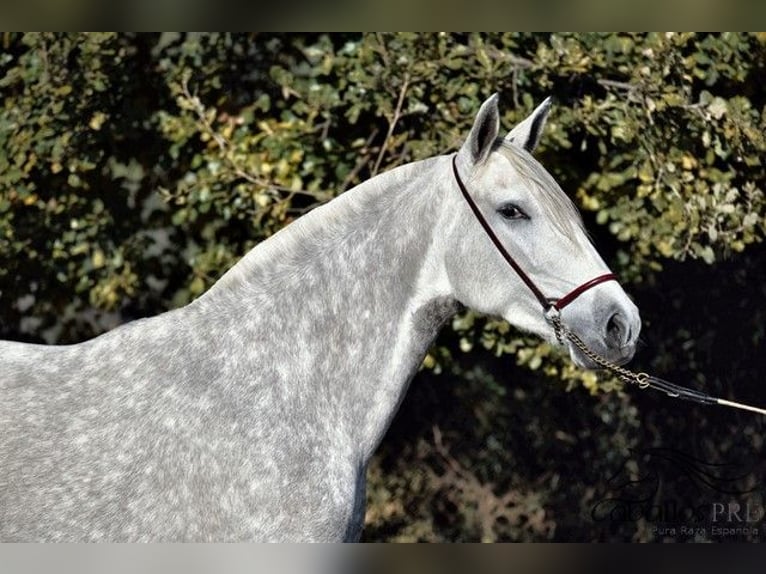 PRE Mix Merrie 3 Jaar 162 cm Schimmel in Barcelona