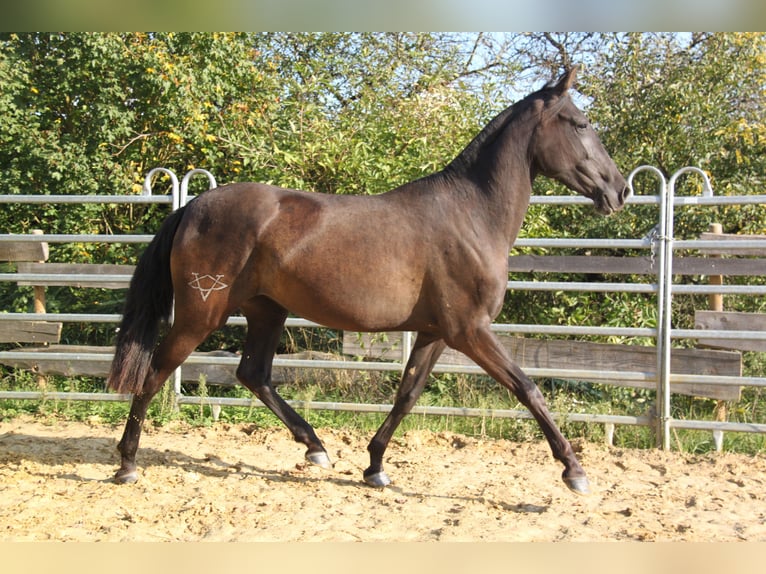 PRE Mix Merrie 3 Jaar 162 cm Zwart in Kirn