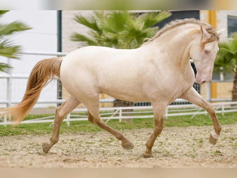 PRE Mix Merrie 3 Jaar 162 cm Zwart in Kirn