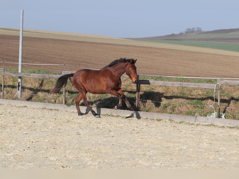 PRE Mix Merrie 3 Jaar 163 cm Bruin in Sulzheim