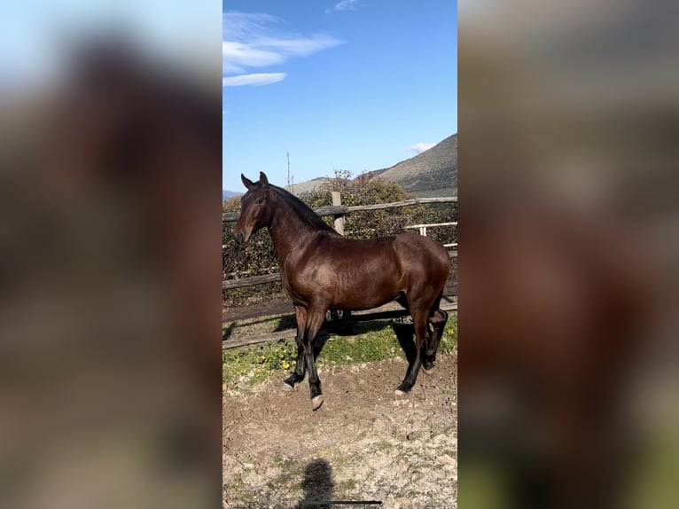 PRE Mix Merrie 3 Jaar 163 cm Bruin in Scandrglia