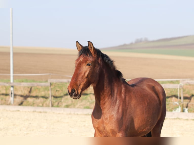 PRE Mix Merrie 3 Jaar 163 cm Bruin in Sulzheim