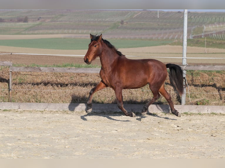 PRE Mix Merrie 3 Jaar 163 cm Bruin in Sulzheim