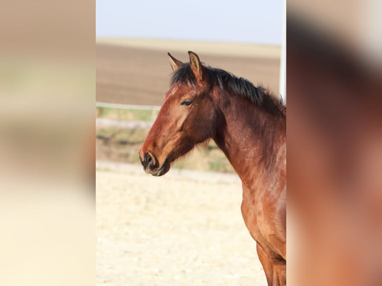 PRE Mix Merrie 3 Jaar 163 cm Bruin in Sulzheim