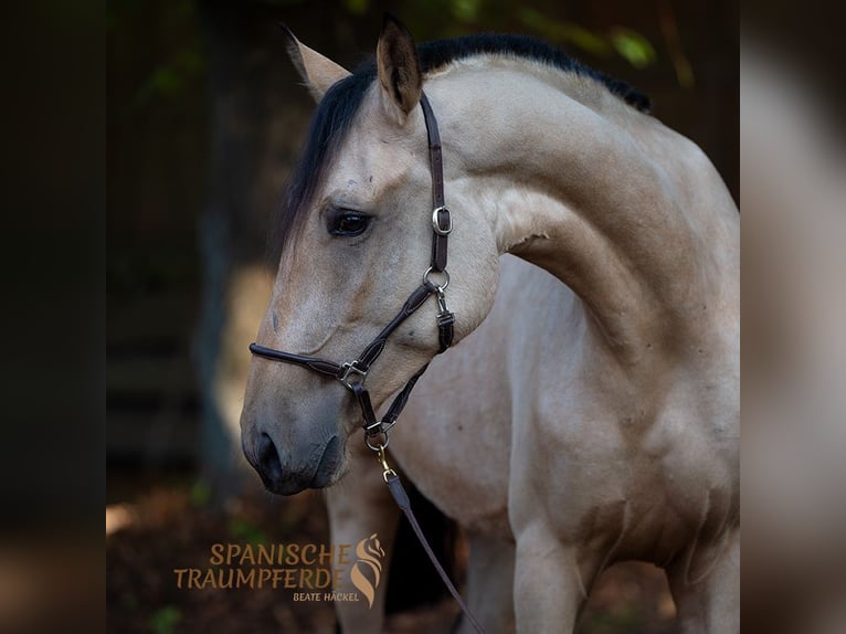 PRE Mix Merrie 3 Jaar 163 cm Buckskin in Traventhal