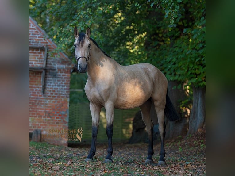 PRE Mix Merrie 3 Jaar 163 cm Buckskin in Traventhal