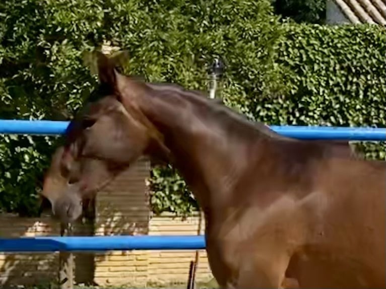 PRE Merrie 3 Jaar 163 cm Donkerbruin in Fuentes De Andalucia