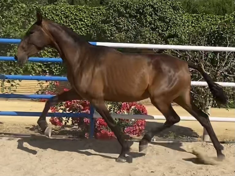 PRE Merrie 3 Jaar 163 cm Donkerbruin in Fuentes De Andalucia