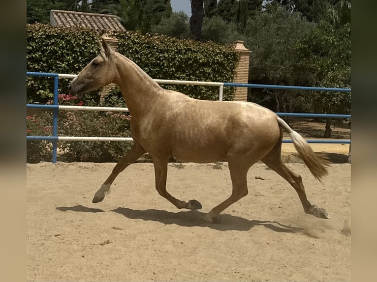 PRE Mix Merrie 3 Jaar 163 cm Palomino in Fuentes De Andalucia