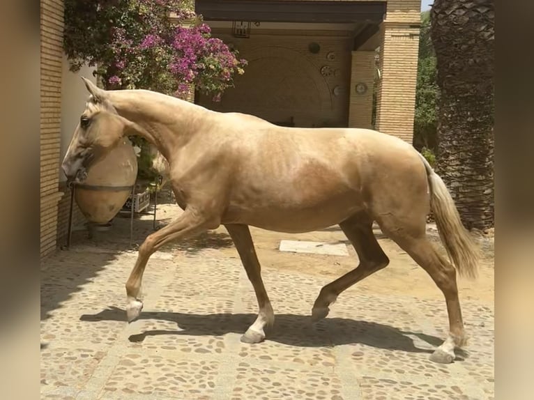 PRE Mix Merrie 3 Jaar 163 cm Palomino in Fuentes De Andalucia