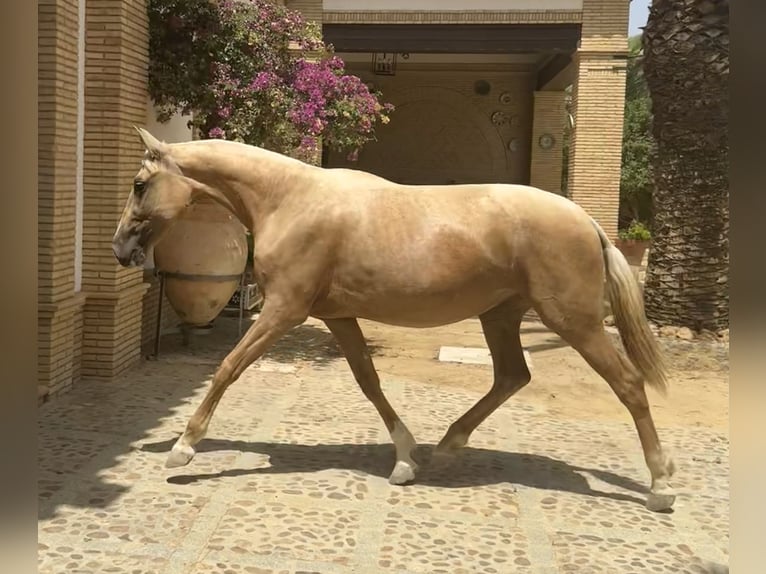 PRE Mix Merrie 3 Jaar 163 cm Palomino in Fuentes De Andalucia