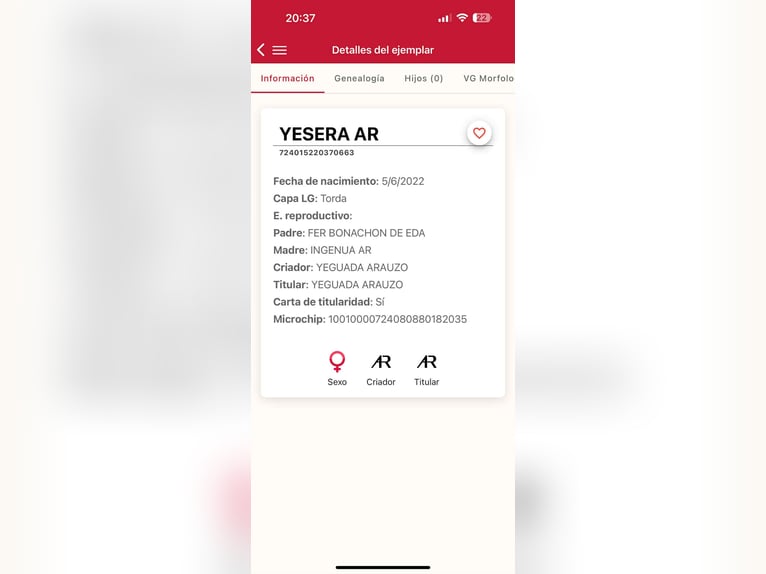 PRE Merrie 3 Jaar 163 cm Schimmel in Galaroza