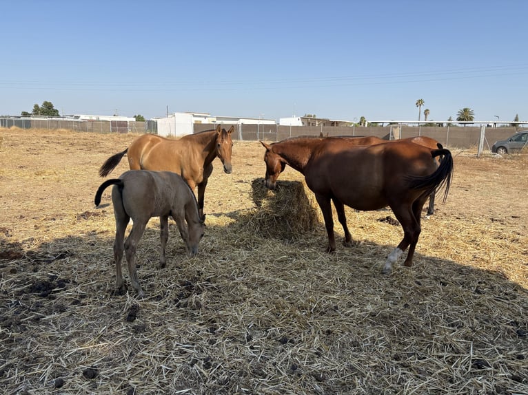 PRE Merrie 3 Jaar 163 cm Vos in La AlgabaLa Algaba