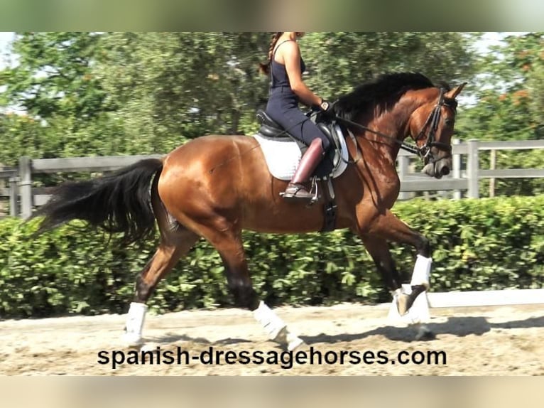 PRE Mix Merrie 3 Jaar 164 cm Bruin in Barcelona