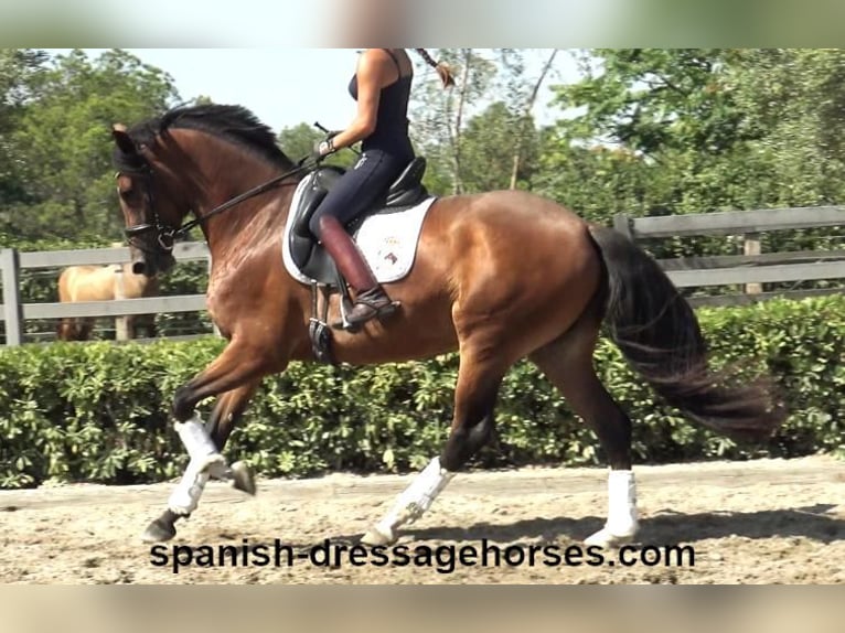 PRE Mix Merrie 3 Jaar 164 cm Bruin in Barcelona