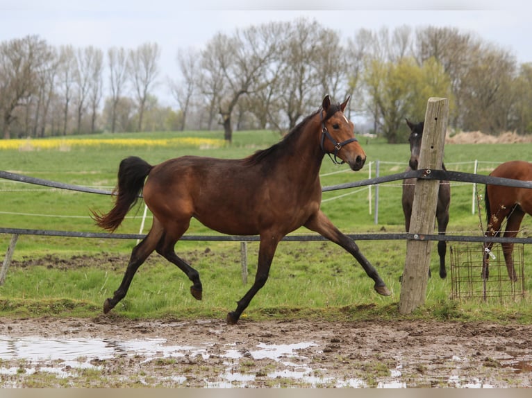 PRE Merrie 3 Jaar 164 cm Bruin in Wremen