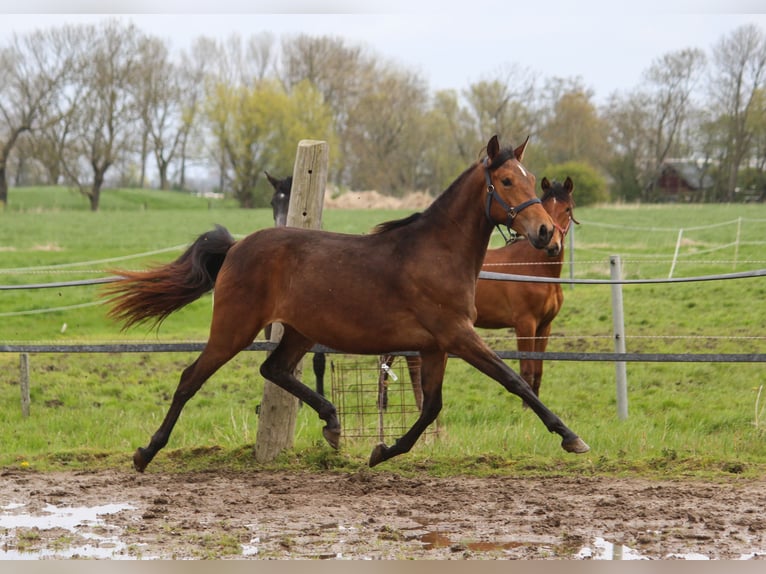 PRE Merrie 3 Jaar 164 cm Bruin in Wremen