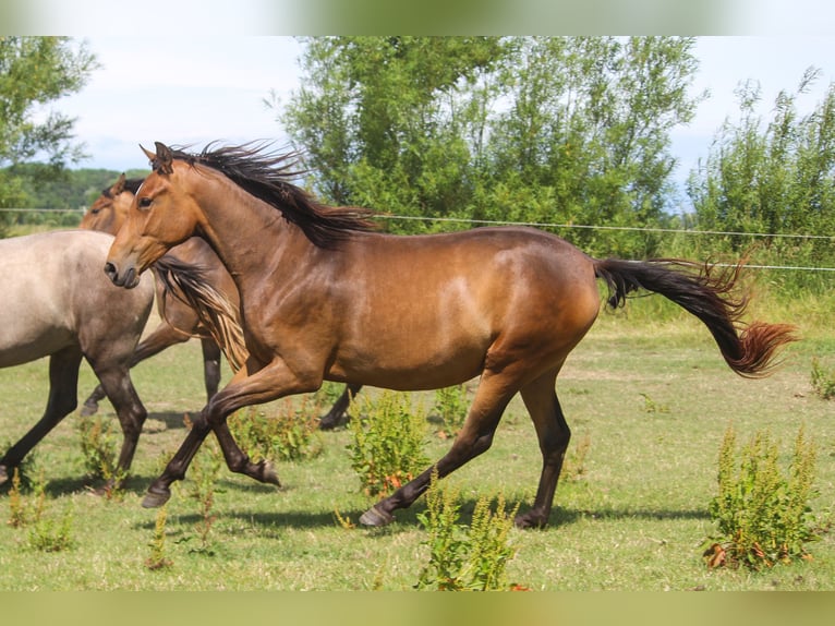 PRE Merrie 3 Jaar 164 cm Bruin in Wremen