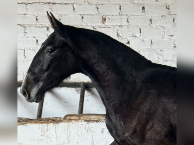 PRE Mix Merrie 3 Jaar 164 cm Schimmel in Fuentes De Andalucia