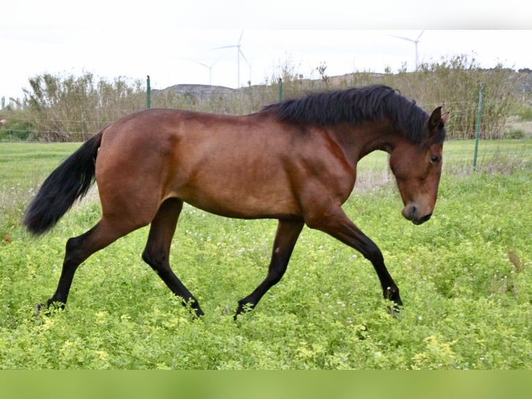 PRE Merrie 3 Jaar 165 cm Bruin in Zaragoza