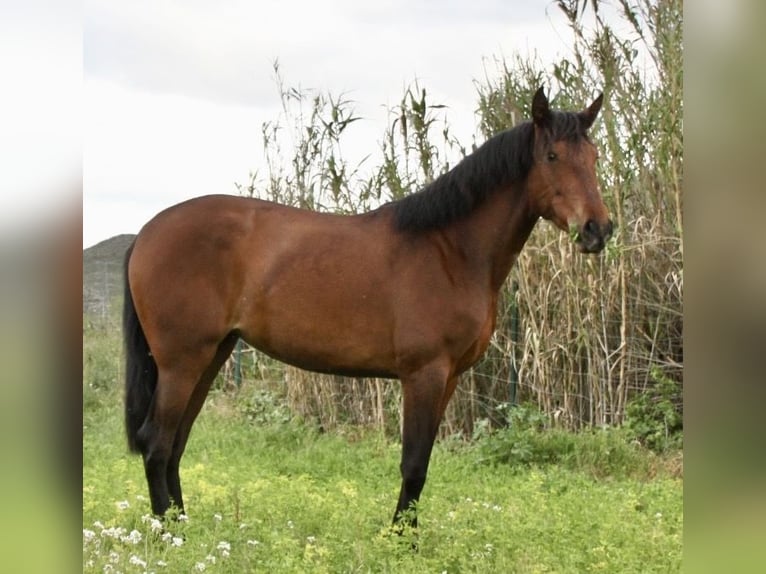 PRE Merrie 3 Jaar 165 cm Bruin in Zaragoza