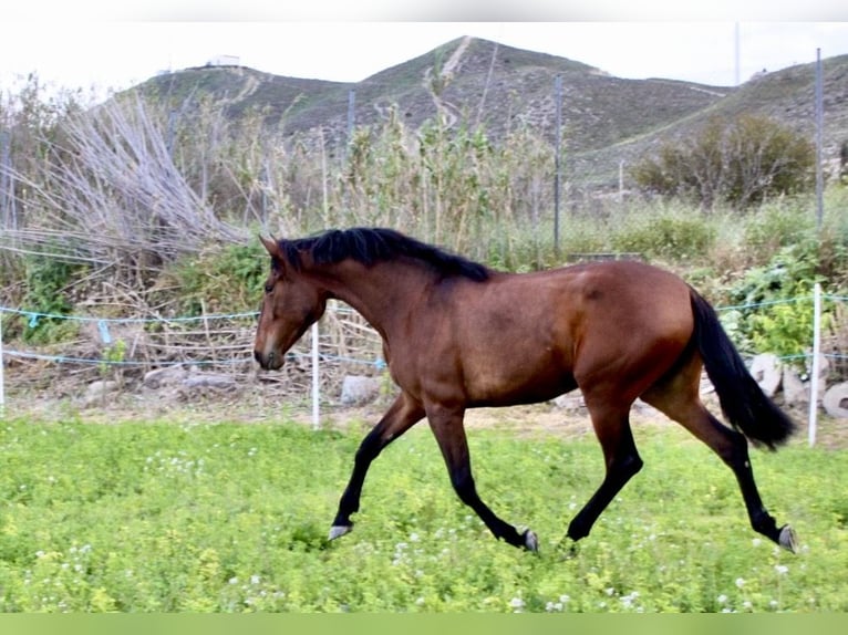 PRE Merrie 3 Jaar 165 cm Bruin in Zaragoza