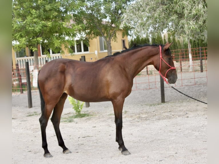 PRE Merrie 3 Jaar 165 cm Bruin in Zaragoza