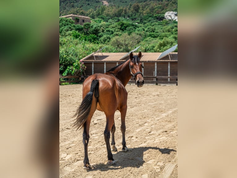 PRE Merrie 3 Jaar 165 cm Bruin in TARIFA