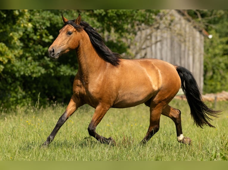 PRE Mix Merrie 3 Jaar 165 cm Bruin in Feuchtwangen