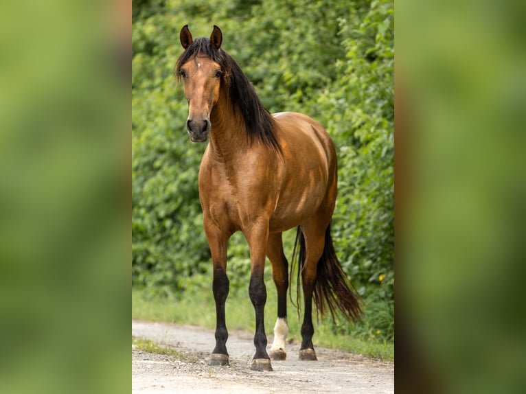 PRE Mix Merrie 3 Jaar 165 cm Bruin in Feuchtwangen
