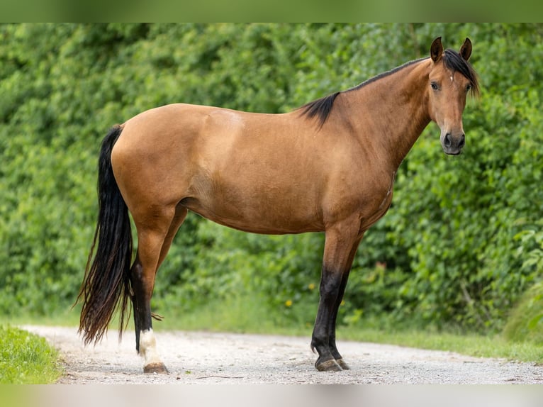 PRE Mix Merrie 3 Jaar 165 cm Bruin in Feuchtwangen