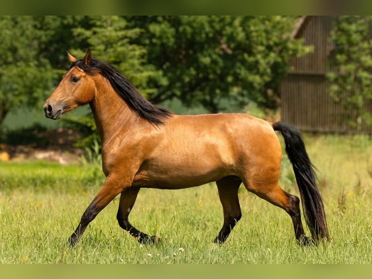 PRE Mix Merrie 3 Jaar 165 cm Bruin in Feuchtwangen